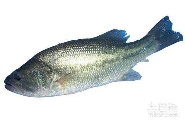 魟魚冬季養護技巧，冬季魟魚水溫控制方法