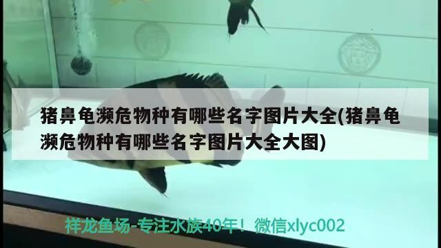 魚缸用增氧泵價格是多少:魚缸增氧機-xtrac增氧機-xtrac增氧機 豬鼻龜瀕危物種有哪些名字圖片大全(豬鼻龜瀕危物種有哪些名字圖片大全大圖) 豬鼻龜百科 豬鼻龜瀕危物種有哪些名字圖片大全(豬鼻龜瀕危物種有哪些名字圖片大全大圖) 豬鼻龜瀕危物種有哪些名字圖片大全(豬鼻龜瀕危物種有哪些名字圖片大全大圖) 豬鼻龜百科