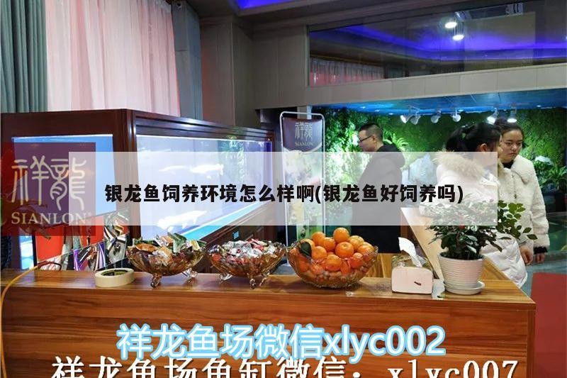 銀龍魚飼養環境怎么樣啊(銀龍魚好飼養嗎) 銀龍魚飼養環境怎么樣啊(銀龍魚好飼養嗎) 銀龍魚百科