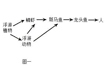 吃龍頭魚的害處