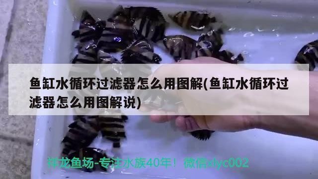 魚缸水循環過濾器怎么用圖解(魚缸水循環過濾器怎么用圖解說)
