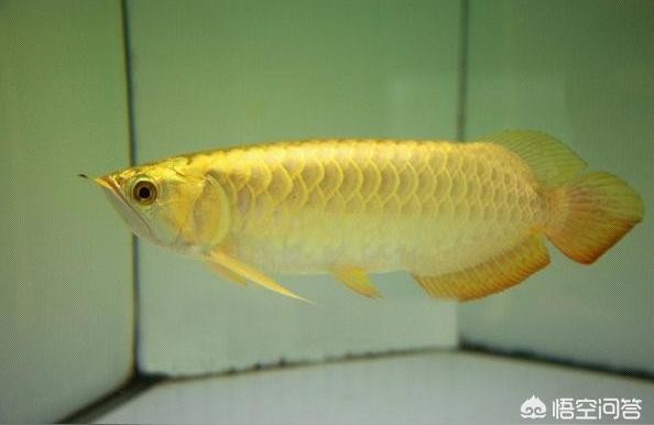祥龍魚場金龍專用飼料:3厘米龍腈魚吃什么