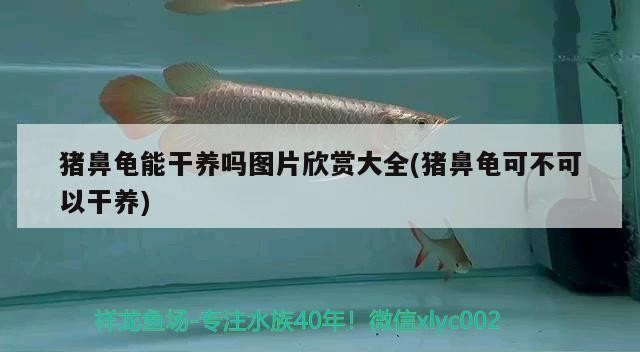 豬鼻龜能干養嗎圖片欣賞大全(豬鼻龜可不可以干養)