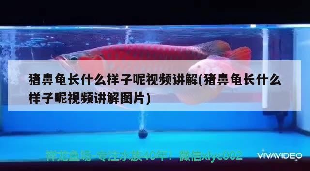 豬鼻龜長什么樣子呢視頻講解(豬鼻龜長什么樣子呢視頻講解圖片)