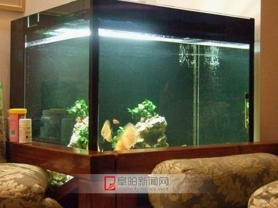 超大型魚缸壓塌樓房：超大型魚缸的承重能力對(duì)樓房承重能力的影響至關(guān)重要