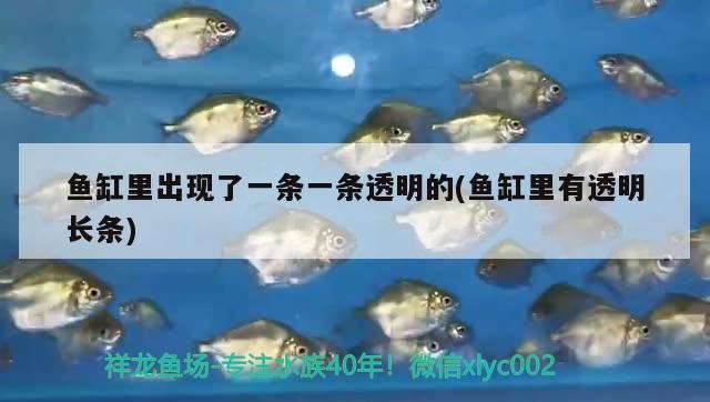魚缸里出現了一條一條透明的(魚缸里有透明長條)