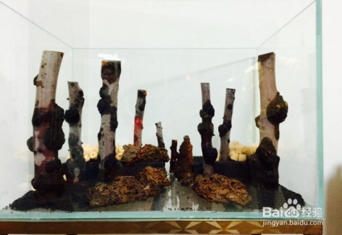 魚缸石林造景教程(魚缸石林造景教程圖)