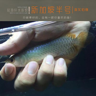 新加坡半號(hào)紅龍魚(yú)：新加坡半號(hào)紅龍魚(yú)價(jià)格