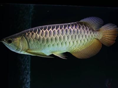 新加坡半號(hào)紅龍魚(yú)：新加坡半號(hào)紅龍魚(yú)價(jià)格