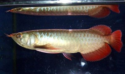 新加坡半號(hào)紅龍魚(yú)：新加坡半號(hào)紅龍魚(yú)價(jià)格