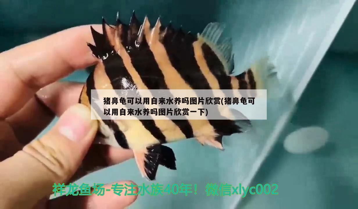 豬鼻龜可以用自來水養嗎圖片欣賞(豬鼻龜可以用自來水養嗎圖片欣賞一下)