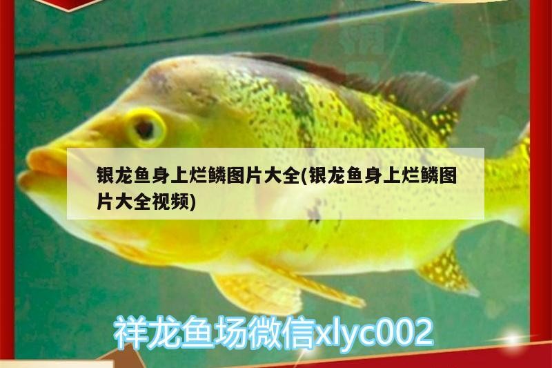 銀龍魚身上爛鱗圖片大全(銀龍魚身上爛鱗圖片大全視頻) 銀龍魚身上爛鱗圖片大全(銀龍魚身上爛鱗圖片大全視頻) 銀龍魚百科