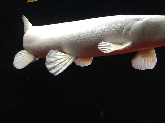 白化火箭魚需要多大魚缸：白化火箭魚的最小水族箱尺寸為250升的水族箱尺寸為250升 白化火箭魚需要多大魚缸：白化火箭魚的最小水族箱尺寸為250升的水族箱尺寸為250升 魚缸百科 第1張