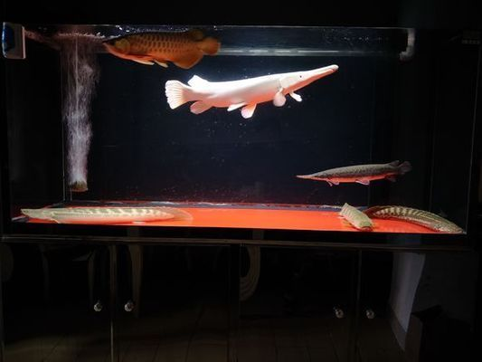 白化火箭魚需要多大魚缸：白化火箭魚的最小水族箱尺寸為250升的水族箱尺寸為250升 白化火箭魚需要多大魚缸：白化火箭魚的最小水族箱尺寸為250升的水族箱尺寸為250升 魚缸百科 第4張