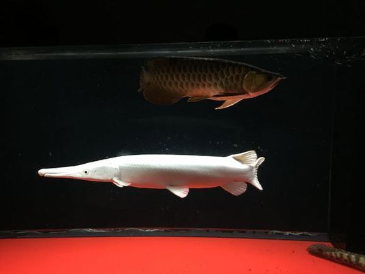 白化火箭魚需要多大魚缸：白化火箭魚的最小水族箱尺寸為250升的水族箱尺寸為250升 白化火箭魚需要多大魚缸：白化火箭魚的最小水族箱尺寸為250升的水族箱尺寸為250升 魚缸百科 第3張