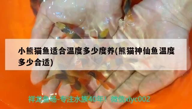 小熊貓魚適合溫度多少度養(熊貓神仙魚溫度多少合適) 小熊貓魚適合溫度多少度養(熊貓神仙魚溫度多少合適) 觀賞魚百科