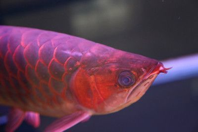 紅龍魚的牙齒：關于紅龍魚牙齒的詳細介紹