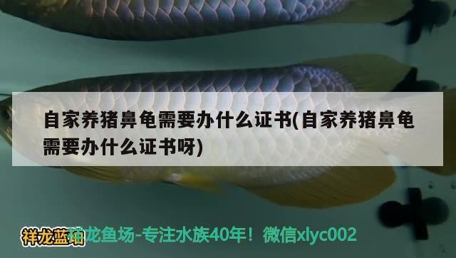 自家養豬鼻龜需要辦什么證書(自家養豬鼻龜需要辦什么證書呀)