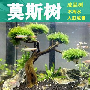 放沉木在魚缸中放置沉木的種類和沉木的種類和特點(diǎn)：如何選購高品質(zhì)沉木