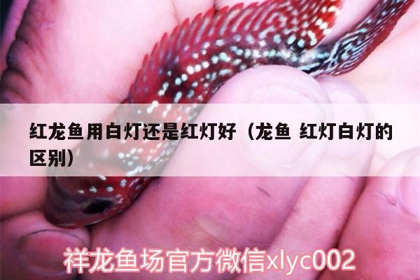 飼料 紅龍魚用白燈還是紅燈好(龍魚紅燈白燈的區別) 魟魚百科 紅龍魚用白燈還是紅燈好(龍魚紅燈白燈的區別) 紅龍魚用白燈還是紅燈好(龍魚紅燈白燈的區別) 魟魚百科