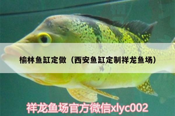 紅龍魚用黃燈烤有用嗎 榆林魚缸定做(西安魚缸定制祥龍魚場(chǎng)) vs祥龍魚場(chǎng) 榆林魚缸定做(西安魚缸定制祥龍魚場(chǎng)) 榆林魚缸定做(西安魚缸定制祥龍魚場(chǎng)) vs祥龍魚場(chǎng)