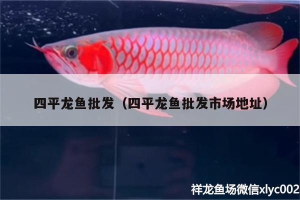 四平紅龍魚價格2688貴嗎？