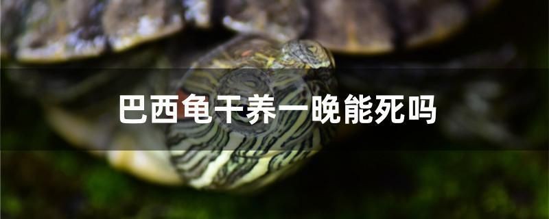 福魟魟魚常見疾病的早期癥狀，福[需手動填充][需手動填充]魚常見疾病早期癥狀