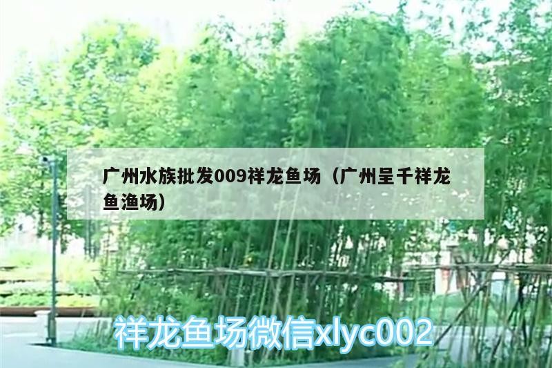 廣州水族批發009祥龍魚場（廣州呈千祥龍魚漁場）