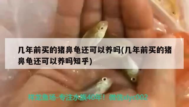 幾年前買的豬鼻龜還可以養嗎(幾年前買的豬鼻龜還可以養嗎知乎)