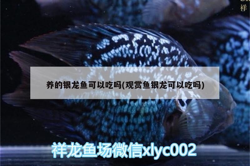 養(yǎng)的銀龍魚可以吃嗎(觀賞魚銀龍可以吃嗎)