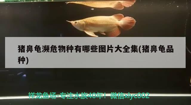 豬鼻龜瀕危物種有哪些圖片大全集(豬鼻龜品種) 豬鼻龜瀕危物種有哪些圖片大全集(豬鼻龜品種) 豬鼻龜百科