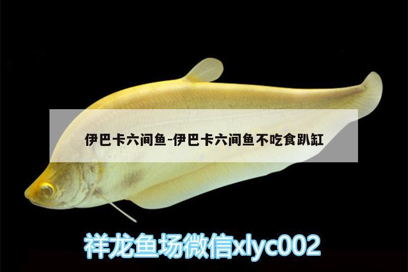 伊巴卡六間魚:伊巴卡六間魚不吃食趴缸