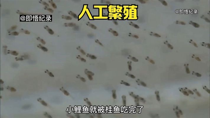 黑帝王魟魚人工繁殖技術進展，黑帝王魟魚的人工繁殖技術是提高繁殖成功率的關鍵