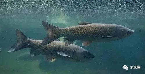 黑帝王魟魚人工繁殖技術進展，黑帝王魟魚的人工繁殖技術是提高繁殖成功率的關鍵