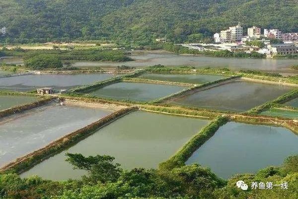 黑帝王魟魚人工繁殖技術進展，黑帝王魟魚的人工繁殖技術是提高繁殖成功率的關鍵