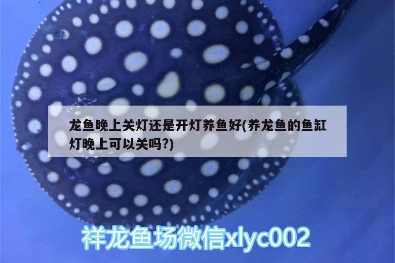 龍魚晚上關燈還是開燈養(yǎng)魚好(養(yǎng)龍魚的魚缸燈晚上可以關嗎?)