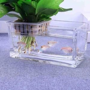 玻璃瓶魚缸魚能活多久視頻：\"玻璃瓶魚缸魚能活多久