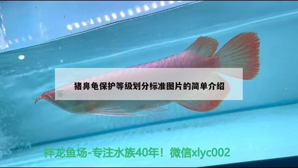 豬鼻龜保護等級劃分標準圖片的簡單介紹