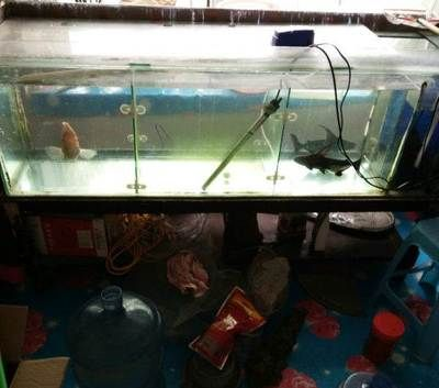 大冶哪里有賣魚的魚缸：大冶市觀賞魚缸招投標信息網