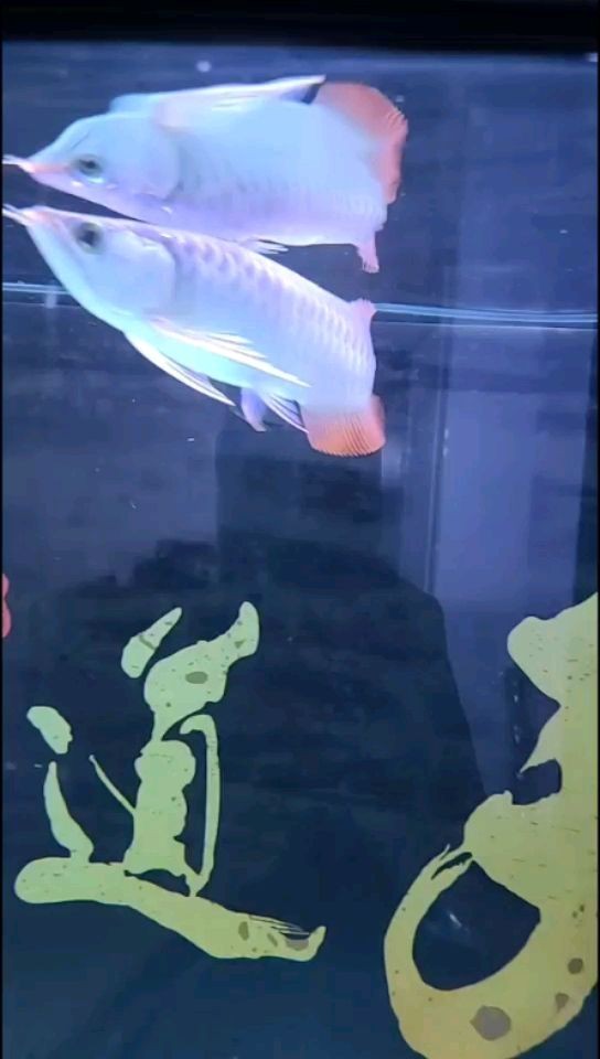 求大神幫忙看看這是紅龍還是號半 求大神幫忙看看這是紅龍還是號半 魟魚百科 第1張