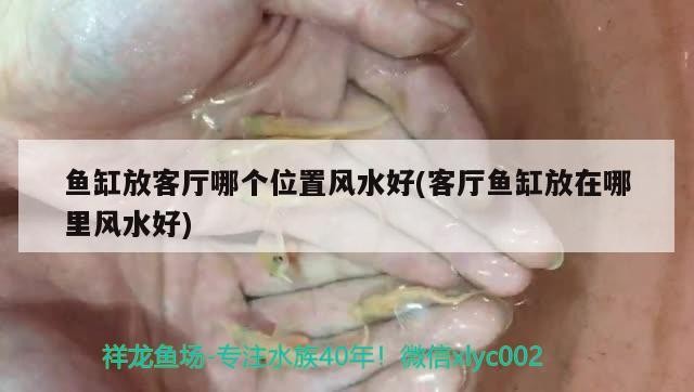 求大神幫忙看看這是紅龍還是號半 魟魚百科 第2張 求大神幫忙看看這是紅龍還是號半 求大神幫忙看看這是紅龍還是號半 魟魚百科 第2張