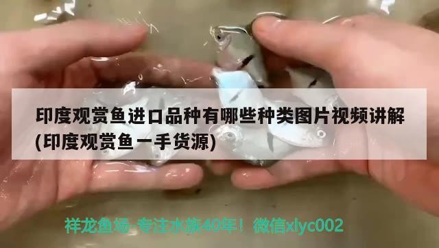 求大神幫忙看看這是紅龍還是號半 魟魚百科 第3張 求大神幫忙看看這是紅龍還是號半 求大神幫忙看看這是紅龍還是號半 魟魚百科 第3張