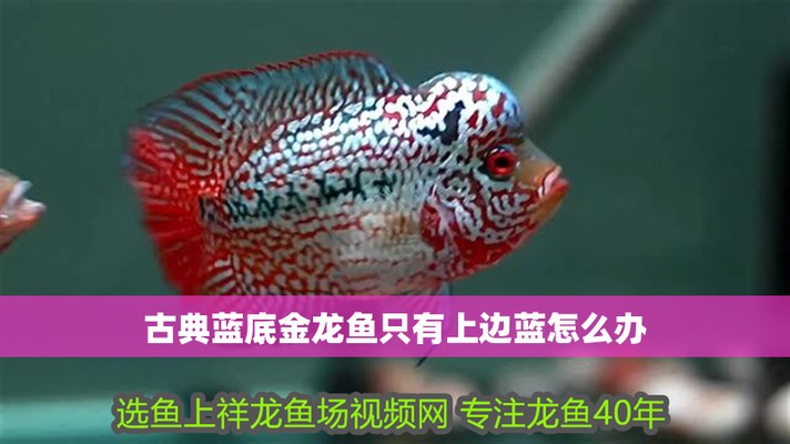 為什么我藍(lán)底金龍不藍(lán)