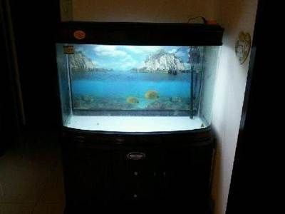 本人有大量魚缸便宜甩賣：關(guān)于魚缸甩賣的一些信息