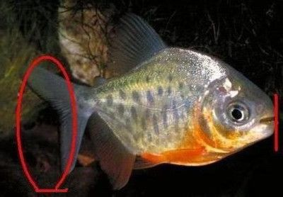 虎魚身上長白色的東西是由水霉病、白點病、寄生蟲感染引起的：虎魚身上出現白色的東西是怎么回事？ 虎魚身上長白色的東西是由水霉病、白點病、寄生蟲感染引起的：虎魚身上出現白色的東西是怎么回事？ 虎魚百科 第3張