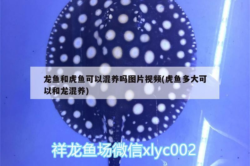 龍魚(yú)和虎魚(yú)可以混養(yǎng)嗎圖片視頻(虎魚(yú)多大可以和龍混養(yǎng)) 龍魚(yú)和虎魚(yú)可以混養(yǎng)嗎圖片視頻(虎魚(yú)多大可以和龍混養(yǎng)) 虎魚(yú)百科