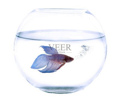 白色魚缸背景