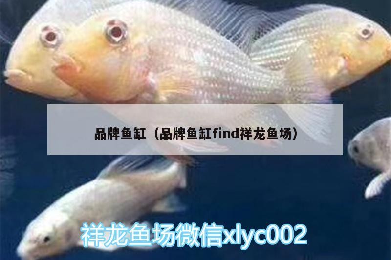 品牌魚(yú)缸（品牌魚(yú)缸find祥龍魚(yú)場(chǎng)）