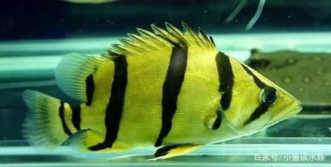 怎么區(qū)分泰北虎和印尼虎圖片：怎么區(qū)分泰北虎和印尼虎