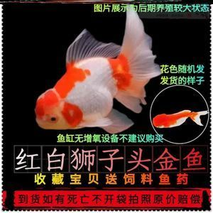 草魚魚缸養殖能長大：草魚在魚缸中養殖是不可行的 草魚魚缸養殖能長大：草魚在魚缸中養殖是不可行的 魚缸百科 第1張